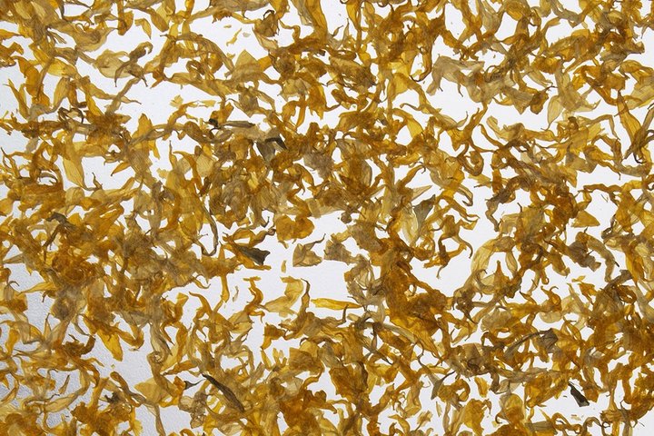 Ručno pravljena organska folija latice suncokreta dezen - Avery Dennison Sunflower Petals - Rolna 1.36 m x 10 m1