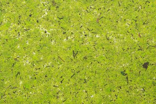 Ručno pravljena organska folija svetla mahovina dezen - Avery Dennison Moss Bright Green - Rolna 1.36 m x 10 m3